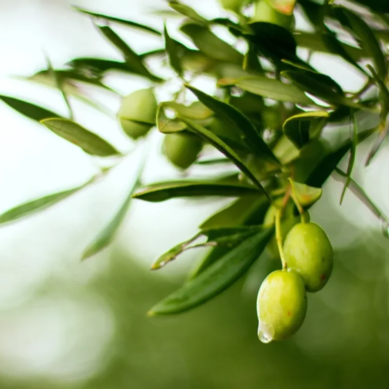 Tout savoir sur l’AOP Olive et Huile d’olive de Nîmes